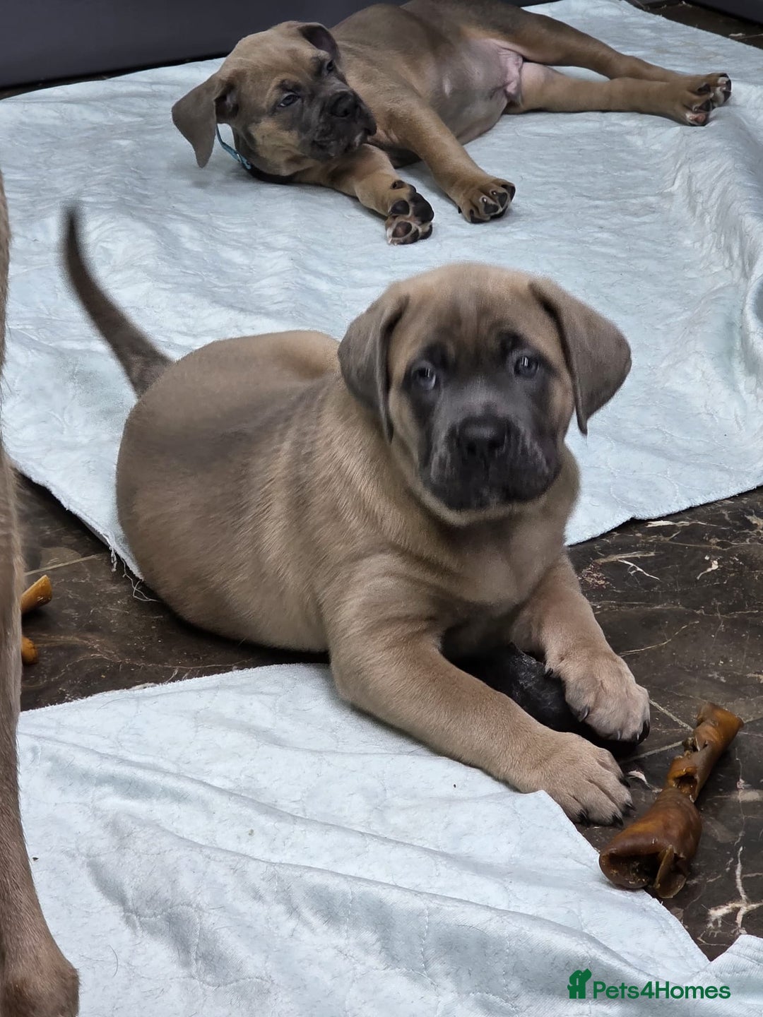 Cane Corso dogs for sale: Excellent Formentino Corso male puppies for sale.  - Image 21