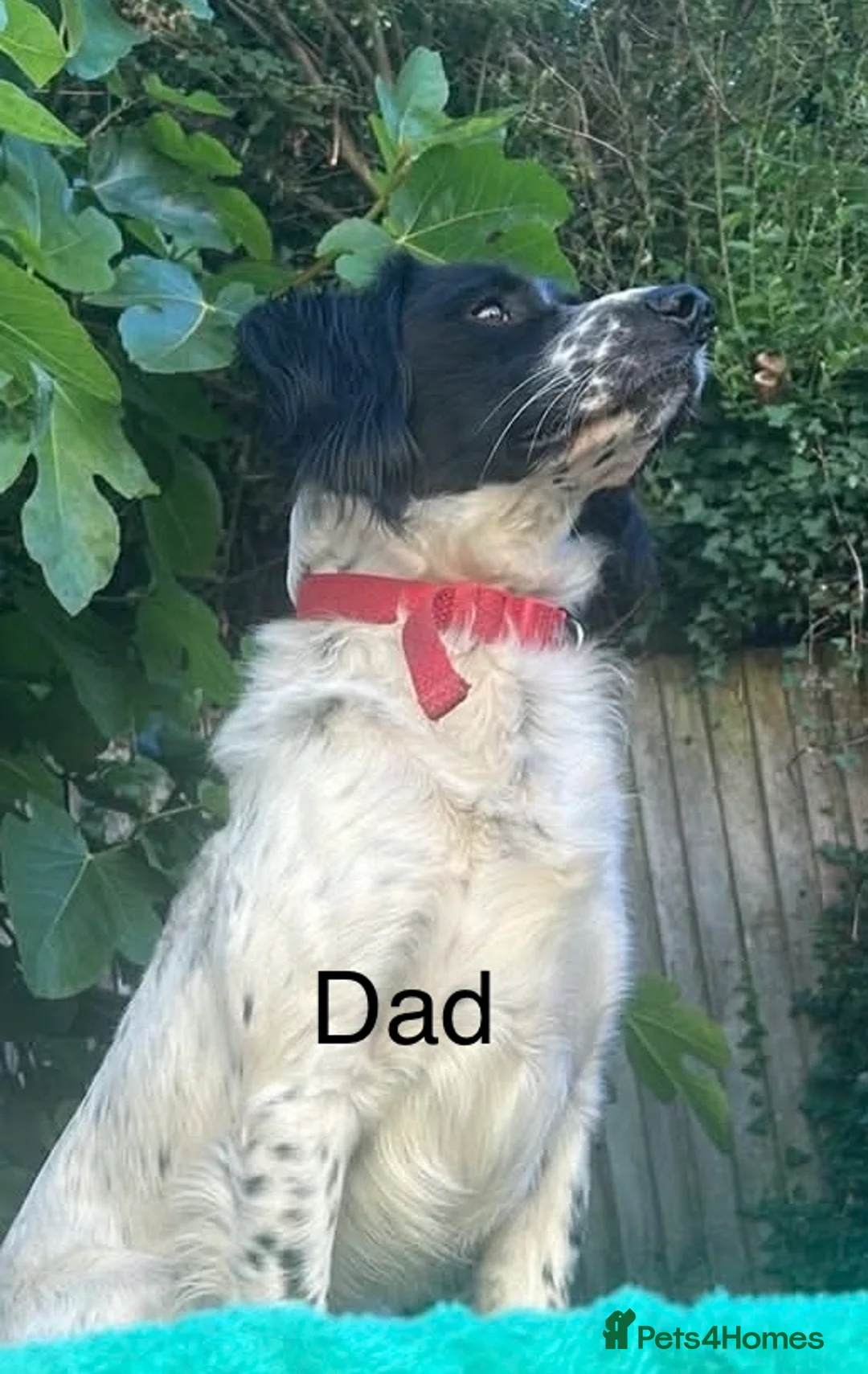 Sprocker dogs for sale: Beautiful Sprockers  - Advert 8