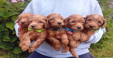 Goldendoodle dogs - Advert 16