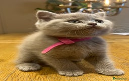 Scottish Fold cats for sale: Beautiful lilac Scottishfold straight ear kittens  - Image 2