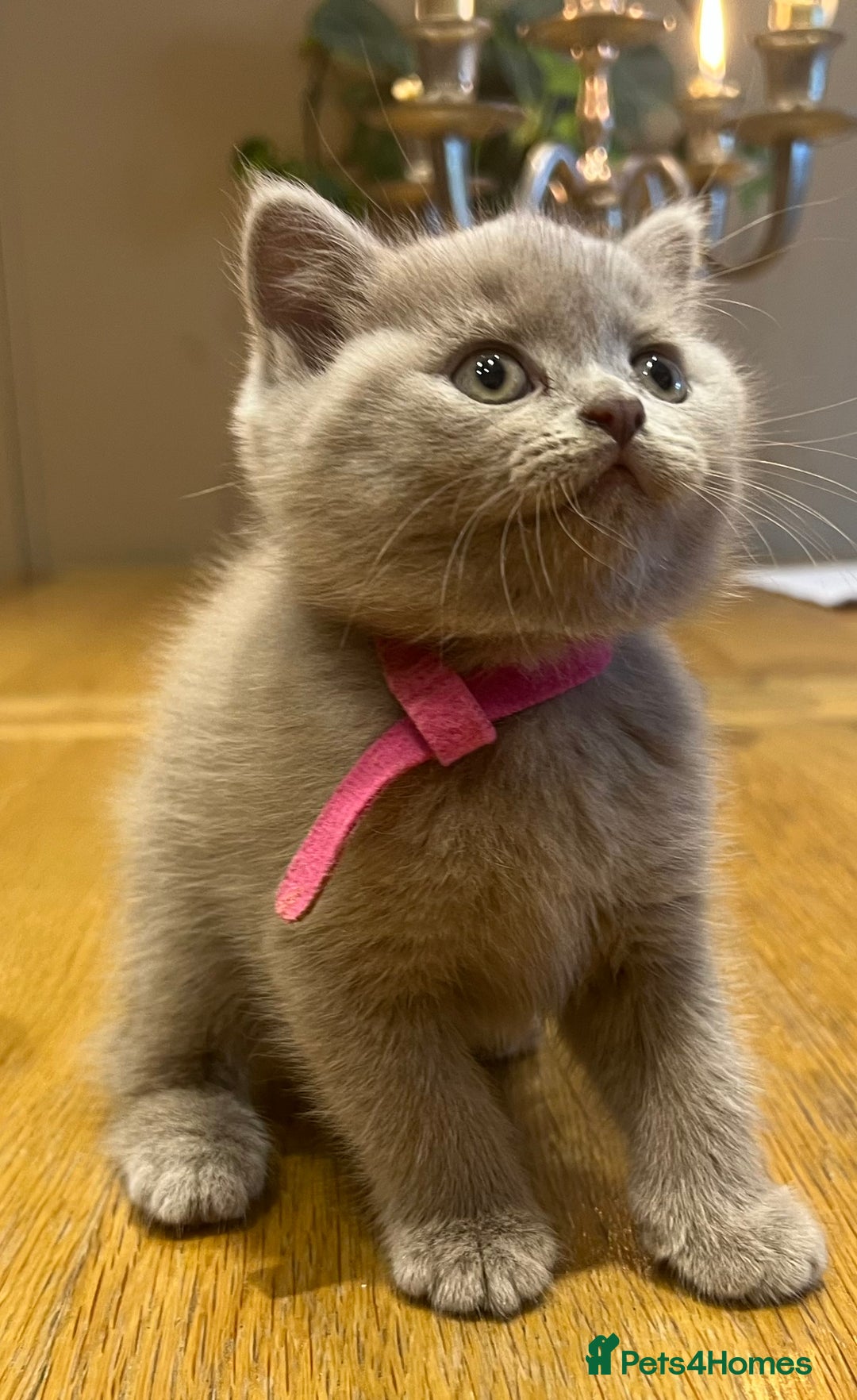 Scottish Fold cats for sale: Beautiful lilac Scottishfold straight ear kittens  - Image 2