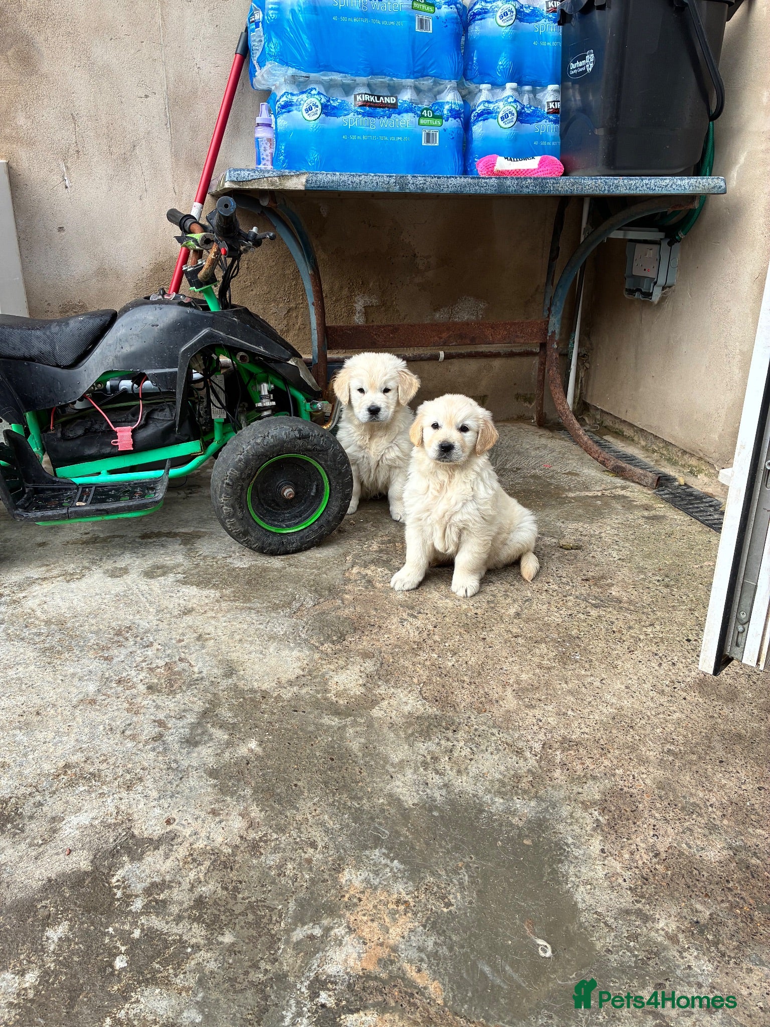 Golden Retriever dogs Two amazing ladies ready for new home - Advert 1