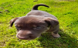 Mixed Breed dogs for sale: 3 female pups Border collie × Kelpie  - Image 13