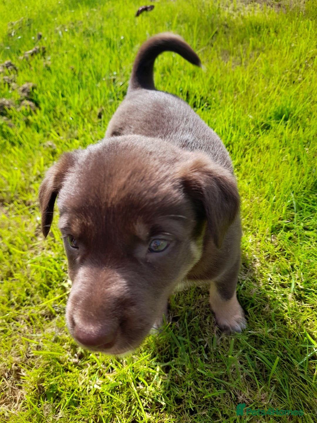 Mixed Breed dogs for sale: 3 female pups Border collie × Kelpie  - Image 13