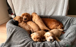 Cocker Spaniel dogs for sale: Golden English Show Cocker Spaniel puppies - Image 3