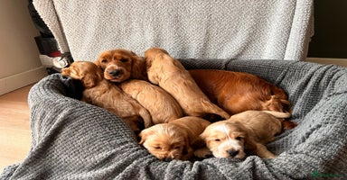 Cocker Spaniel dogs - Advert 12