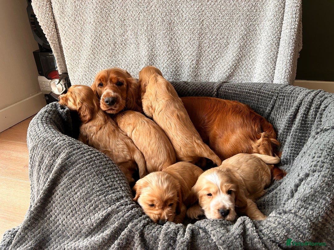 Cocker Spaniel dogs for sale: Golden English Show Cocker Spaniel puppies - Image 3