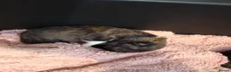 Chihuahua dogs for sale: VERY RARE Brindle Chihuahua Puppies - Advert 12