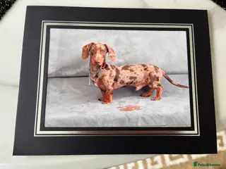 Miniature Dachshund dogs 🤎 Mr Darcy – Chocolate Dapple Dachshund Stud 🤎 - Advert 1