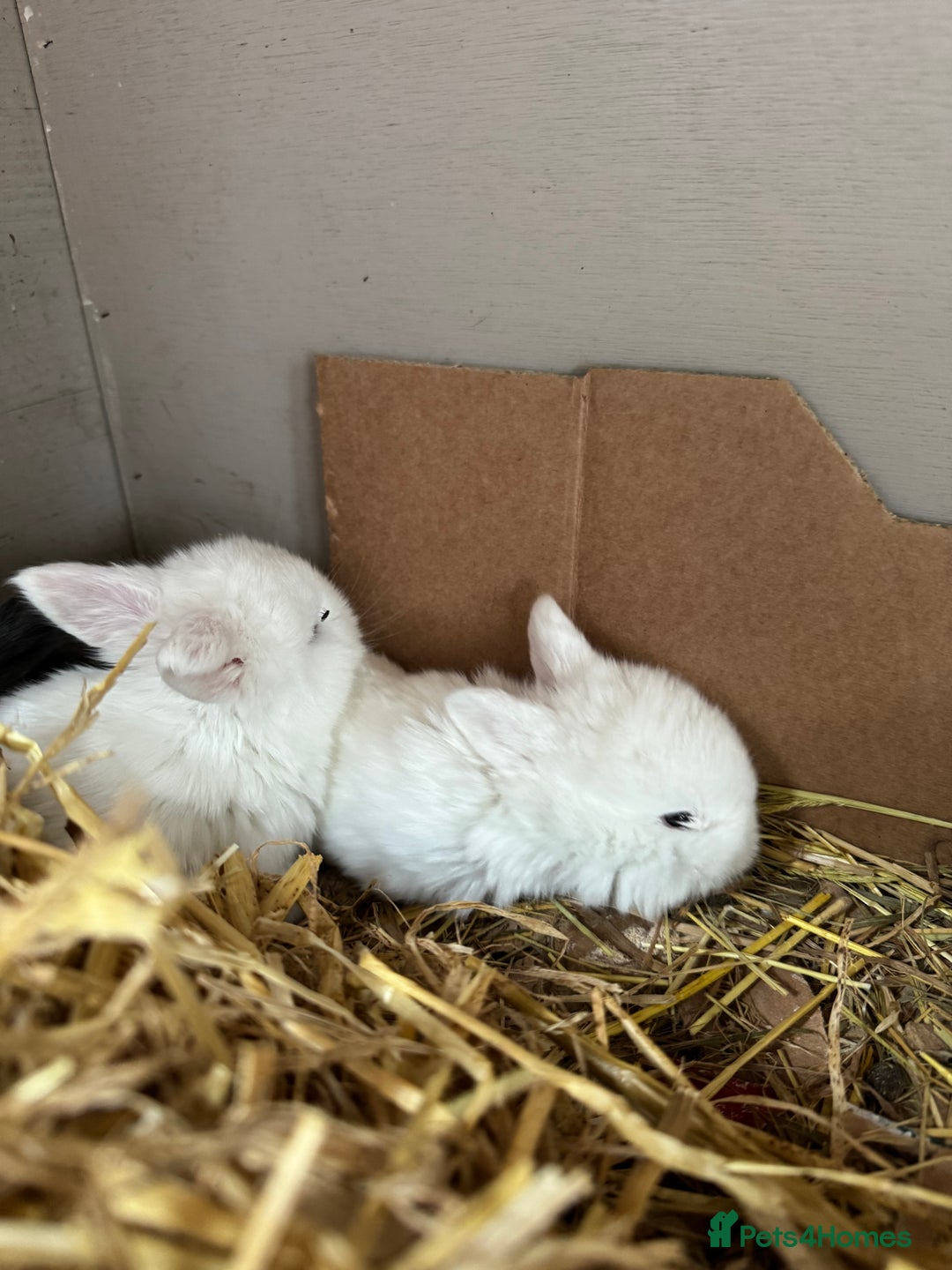 Mini Lop rabbits for sale: 8 beautiful lops  - Image 18