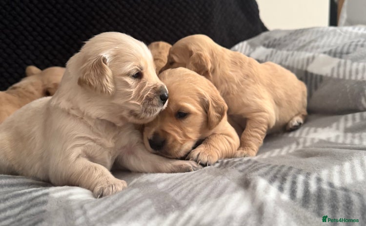 Golden Retriever dogs - Advert 3