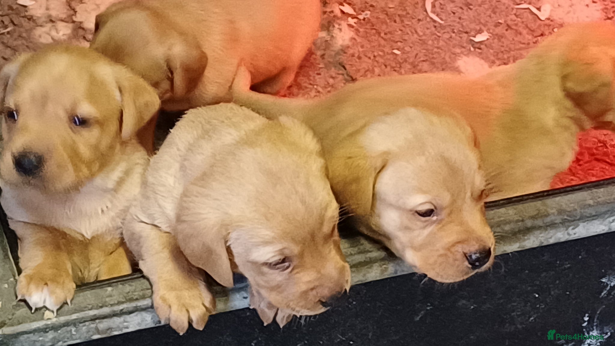 Labrador Retriever dogs YELLOW VARIATIONS LABRADOR PUPPIES FOR SALE  - Advert 6