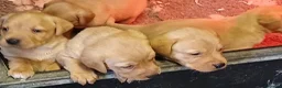 Labrador Retriever dogs for sale: YELLOW VARIATIONS LABRADOR PUPPIES FOR SALE  - Advert 1