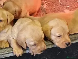 Labrador Retriever dogs YELLOW VARIATIONS LABRADOR PUPPIES FOR SALE - Advert 4