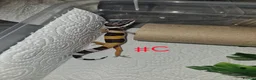 Leopard Gecko reptiles for sale: Leopard geckos available  - Advert 16