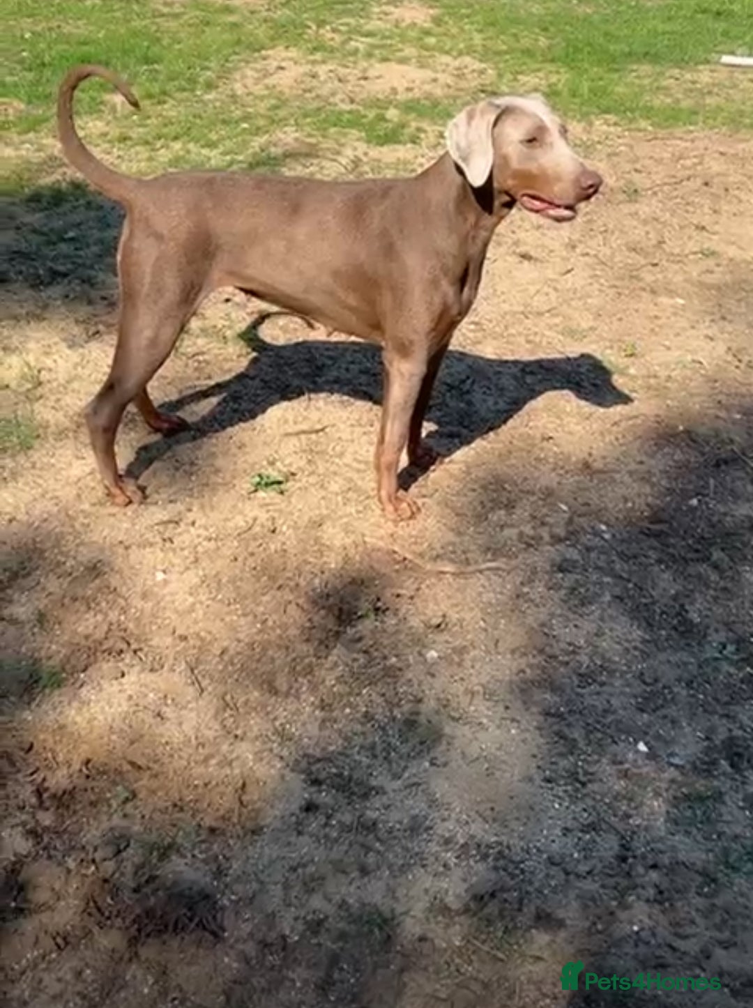 Dobermann dogs for sale: KC REGISTERED DOBERMAN ( 11 months old : Intact) - Advert 3