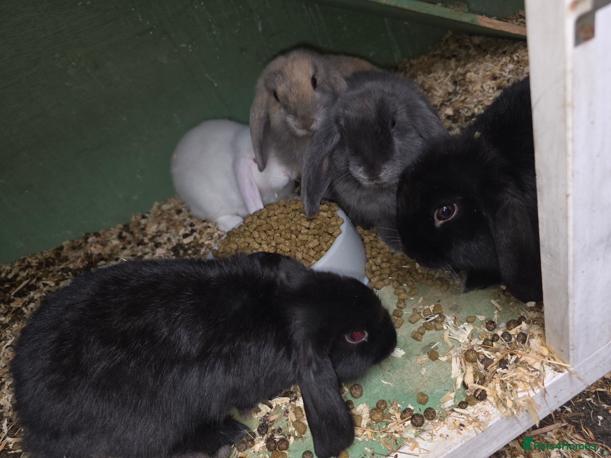 Mini Lop rabbits Mini loop - Advert 1