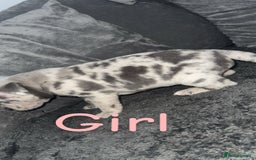 Mixed Breed dogs for sale: Pocket bully’s x staff pups  - Image 12