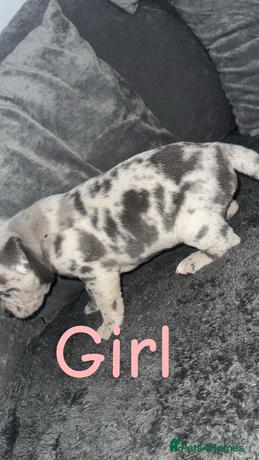 Mixed Breed dogs for sale: Pocket bully’s x staff pups  - Image 12