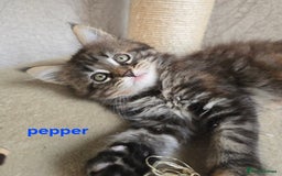 Maine Coon cats for sale: Maine Coon Kittens Tortie/Torbie Russian lines - Image 26