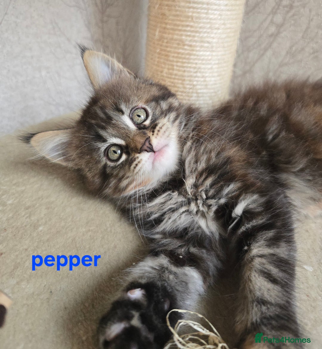 Maine Coon cats for sale: Maine Coon Kittens Tortie/Torbie Russian lines - Image 26