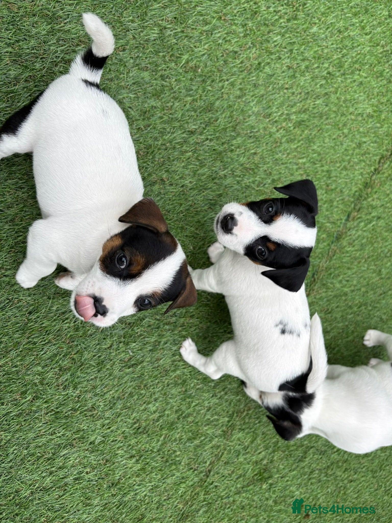 Jack Russell dogs BEAUTIFUL JACK RUSSELL PUPPIES AVAILABLE - Advert 2