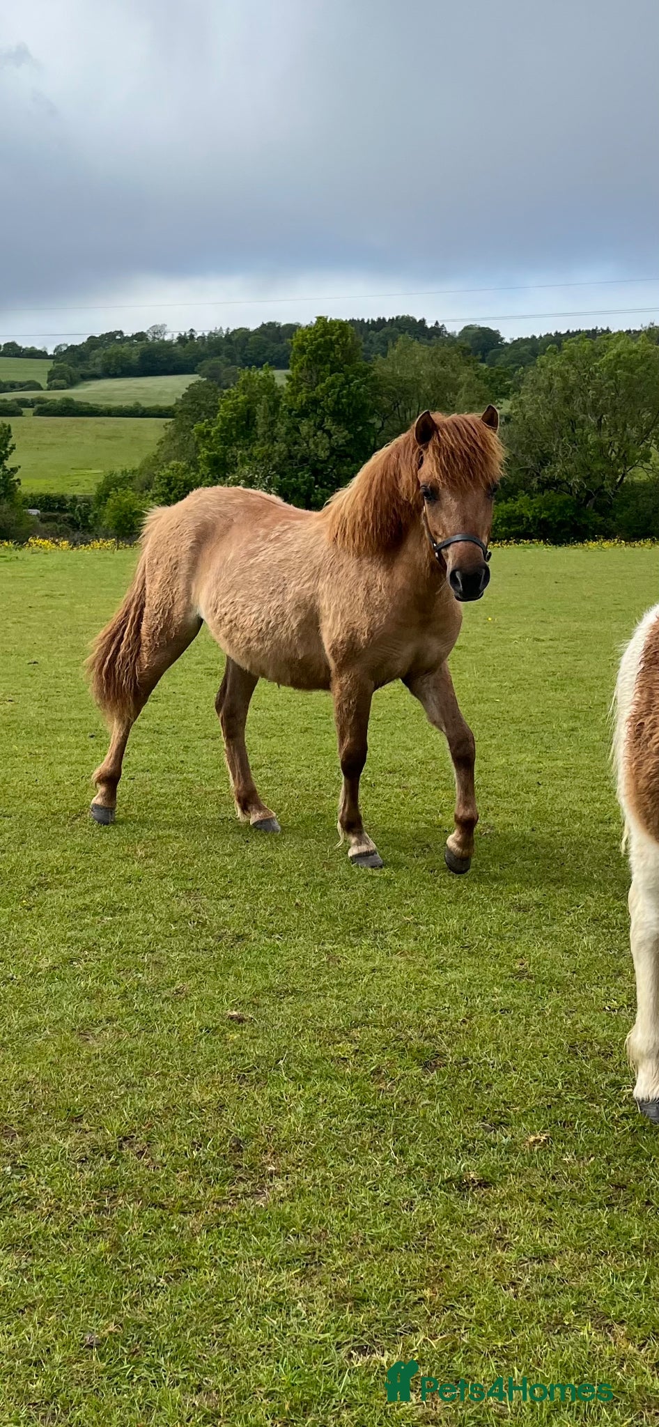 Dartmoor horses Dartmoor Hill Pony Filly yearling Red Dun - Advert 11