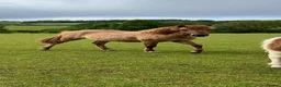 Dartmoor horses for sale: Dartmoor Hill Pony Filly yearling Red Dun - Advert 1