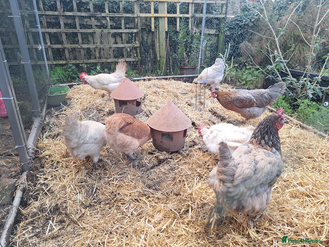 Hens poultry for sale: Small Flock of Hens - Advert 2