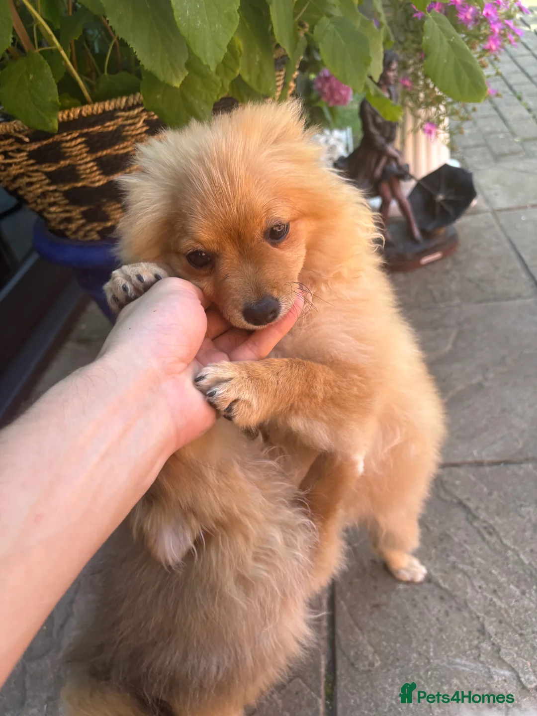 Pomeranian dogs for sale: Pomeranian Puppies looking for a new home - Advert 2