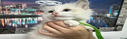 Ragdoll cats for sale: Gorgeous Ragdoll kittens - Advert 17