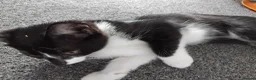 Mixed Breed cats for sale: Girlie - Advert 10