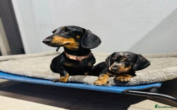 Miniature Dachshund dogs for sale: peaceful purebred mini dapple doxies for sale - Image 7