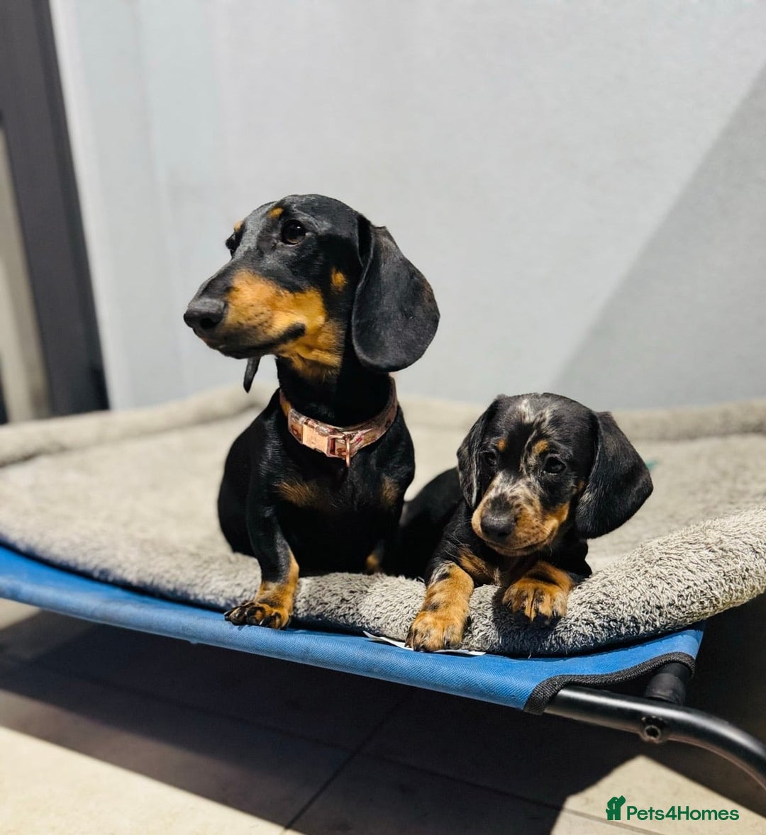 Miniature Dachshund dogs for sale: peaceful purebred mini dapple doxies for sale - Image 7