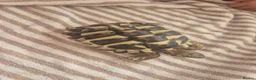 Hermann Tortoise reptiles for sale: Hermanns Tortoise  - Advert 3