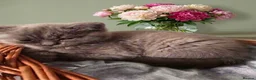 British Shorthair cats for sale: Absolutely beautiful kittens looking forever homes - Advert 6