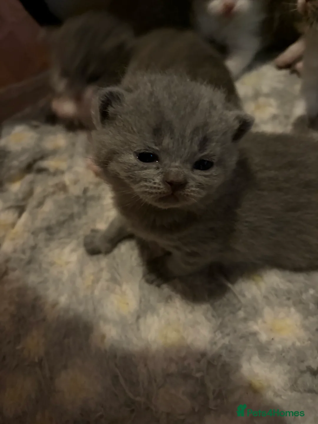 British Shorthair cats for sale: British Shorthair Boys - Advert 15