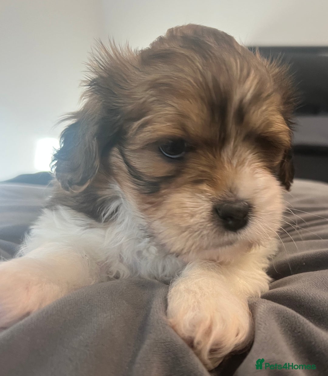 Mixed Breed dogs for sale: Beautiful Lhasa Apso X Bichon Frise puppies. - Image 8