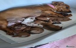 Dachshund dogs for sale: Dachshund tweenies for sale - Image 1