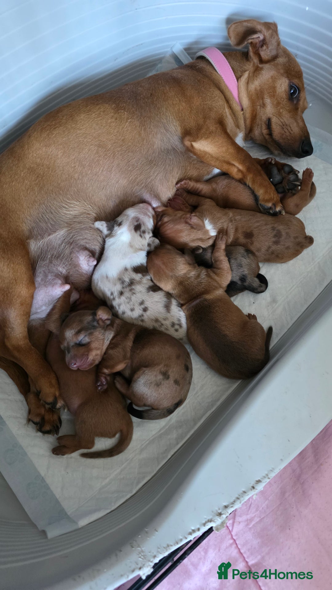 Dachshund dogs for sale: Dachshund tweenies for sale - Image 1