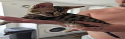 Bengal cats for sale: Pure Bengal kittens in Havant - Advert 8