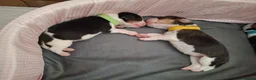 Beagle dogs for sale: Beautiful tricolour beagle puppies. in Taunton - Advert 9