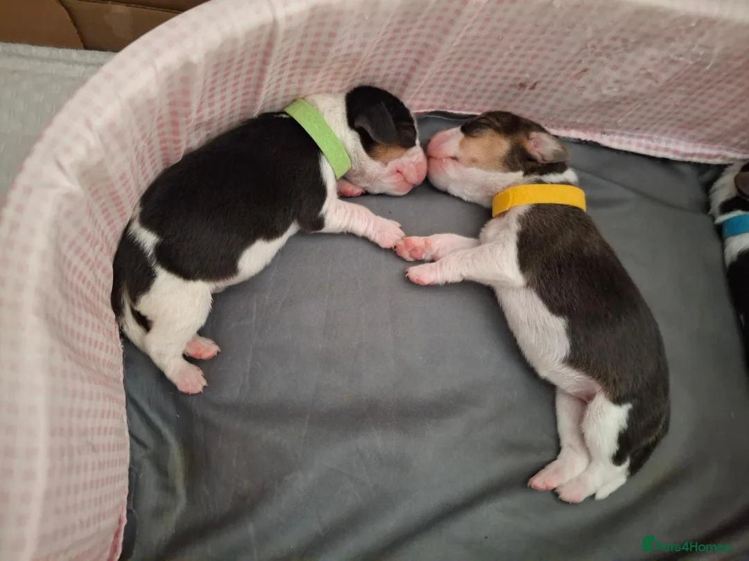 Beagle dogs for sale: Beautiful tricolour beagle puppies. in Taunton - Advert 9