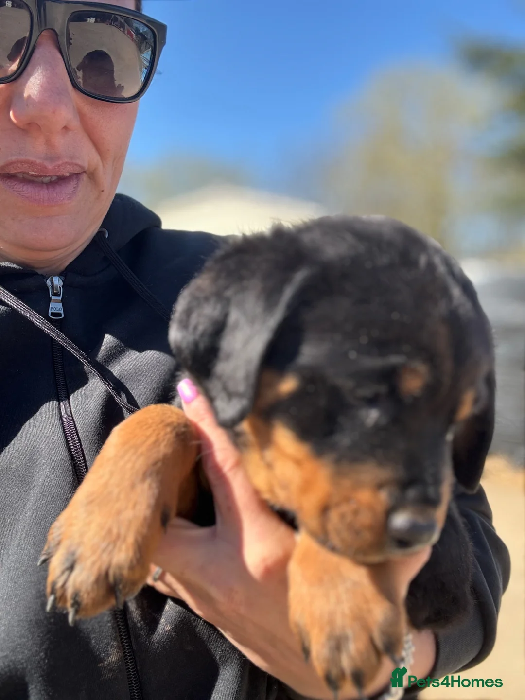 Rottweiler dogs for sale: Rottweiler boy puppy  in Hailsham - Advert 1