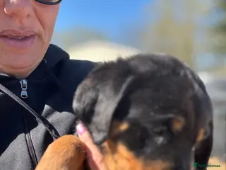 Rottweiler dogs Rottweiler boy puppy - Advert 3
