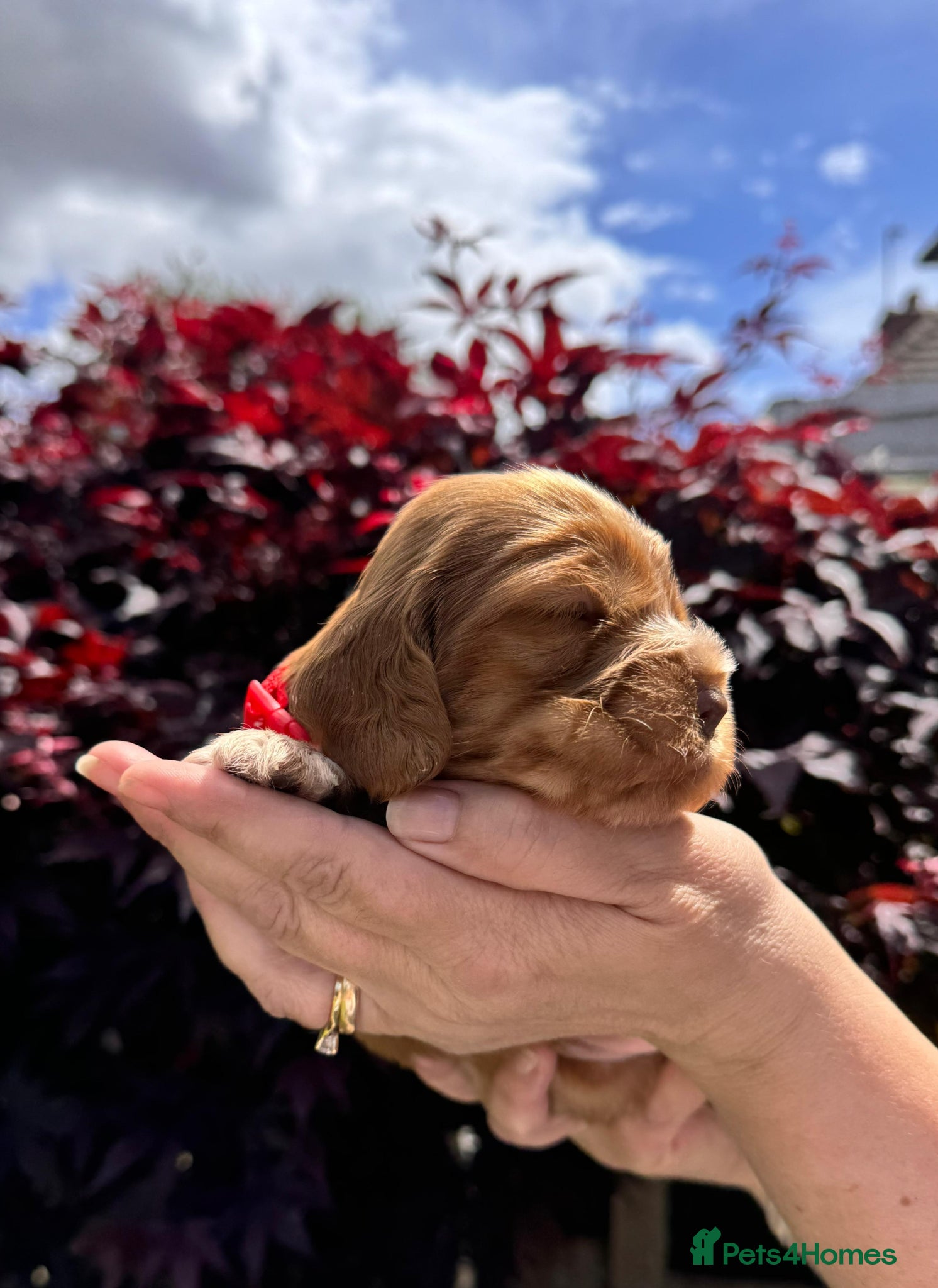 Cocker Spaniel dogs 💜🧡💛🩷❤️ OUTSTANDING KC SHOW COCKER SPANIELS 🌟 - Advert 2