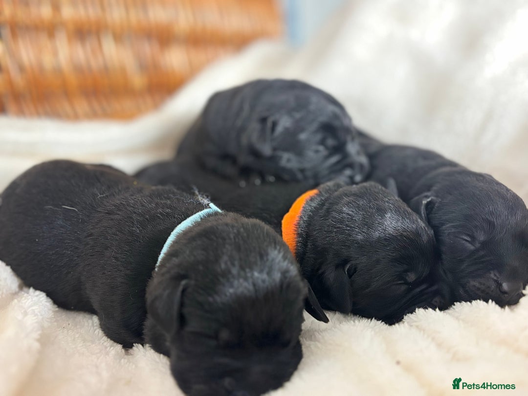 Labrador Retriever dogs for sale: Chunky Labrador Puppies  - Advert 8