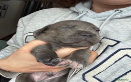 Staffordshire Bull Terrier dogs for sale: Quality Blue Health Tested  - Advert 3