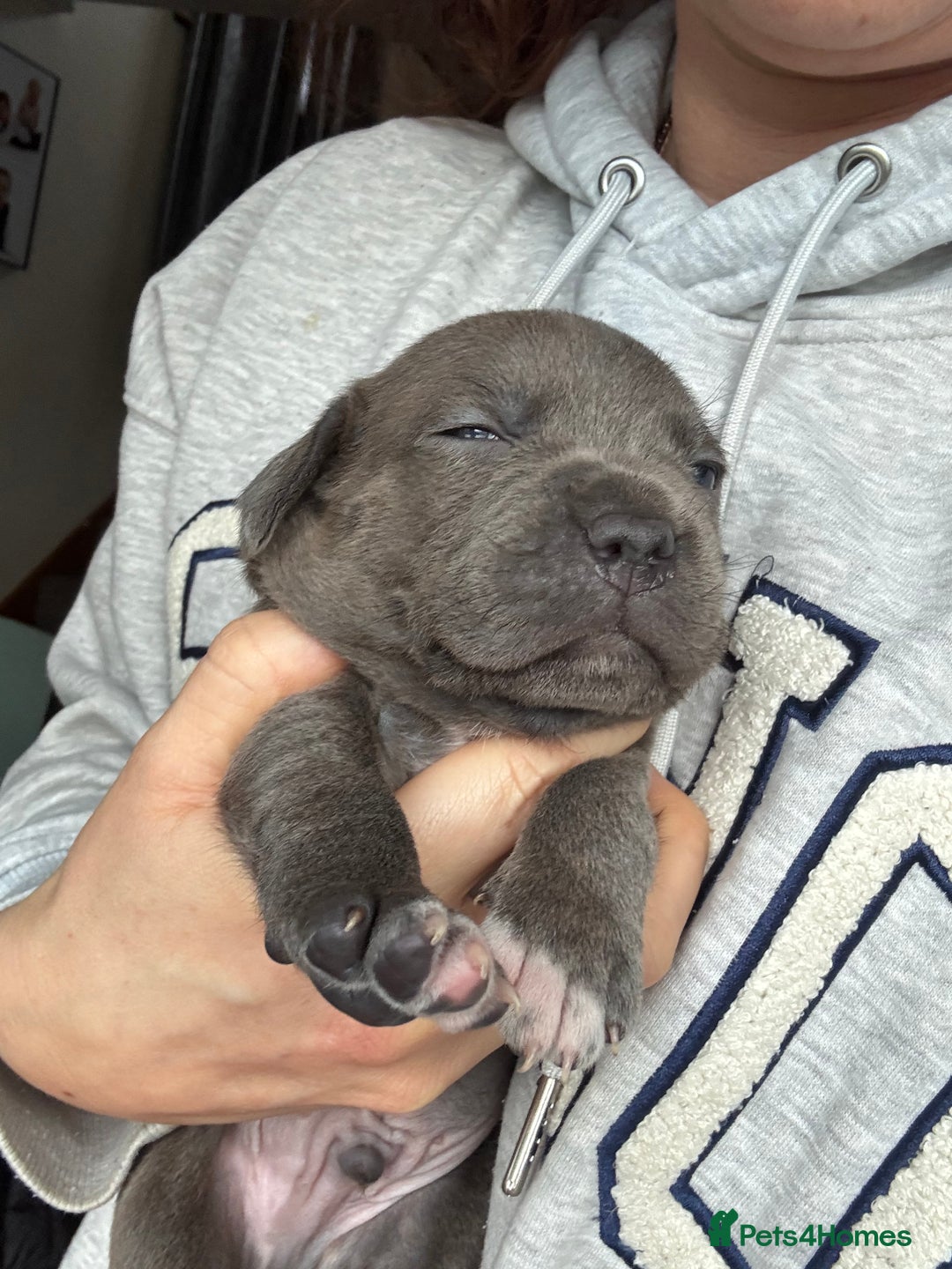 Staffordshire Bull Terrier dogs for sale: Quality Blue Health Tested  - Advert 3