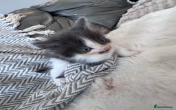 Mixed Breed cats for sale: Mix breed kittens  - Image 6